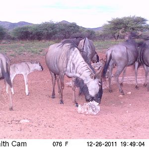 Trail Camera Namibia