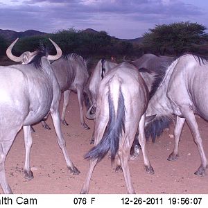 Trail Camera Namibia