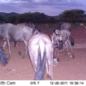 Trail Camera Namibia