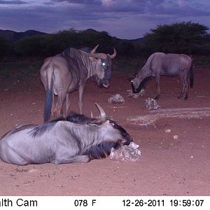 Trail Camera Namibia