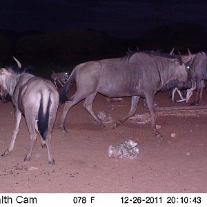 Trail Camera Namibia