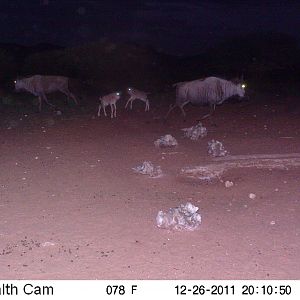 Trail Camera Namibia