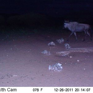 Trail Camera Namibia