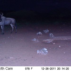 Trail Camera Namibia