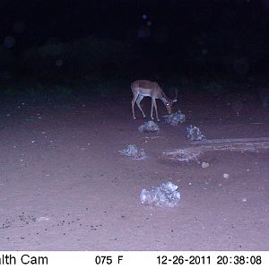 Trail Camera Namibia