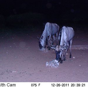 Trail Camera Namibia