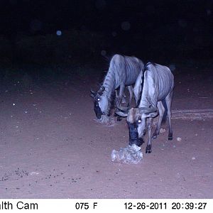 Trail Camera Namibia