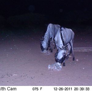 Trail Camera Namibia