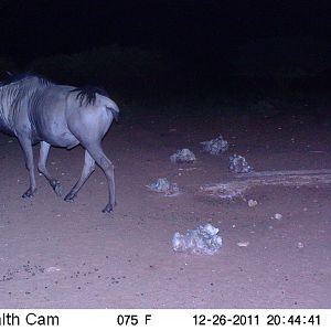 Trail Camera Namibia