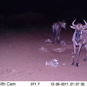 Trail Camera Namibia