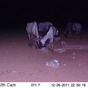 Trail Camera Namibia