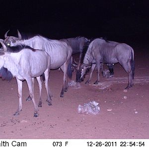 Trail Camera Namibia