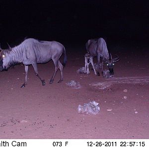 Trail Camera Namibia