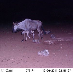 Trail Camera Namibia