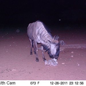 Trail Camera Namibia