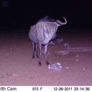 Trail Camera Namibia