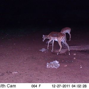 Trail Camera Namibia