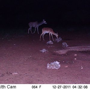 Trail Camera Namibia