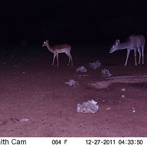 Trail Camera Namibia