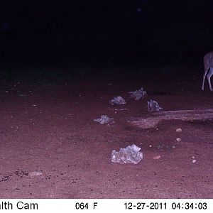 Trail Camera Namibia