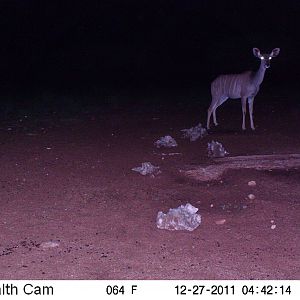 Trail Camera Namibia