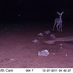 Trail Camera Namibia