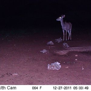 Trail Camera Namibia