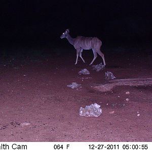 Trail Camera Namibia