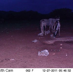 Trail Camera Namibia