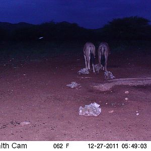 Trail Camera Namibia