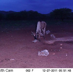 Trail Camera Namibia