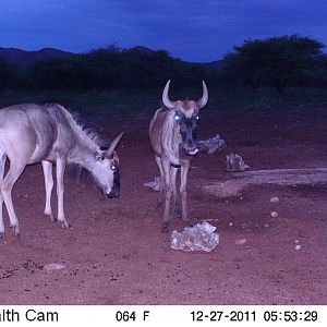 Trail Camera Namibia