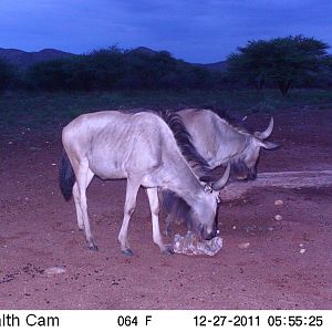 Trail Camera Namibia