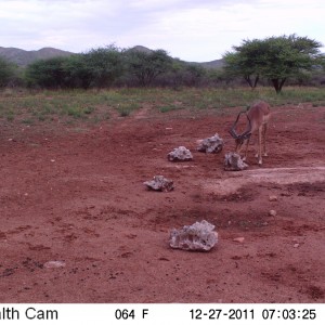 Trail Camera Namibia