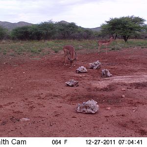 Trail Camera Namibia