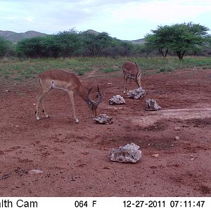 Trail Camera Namibia