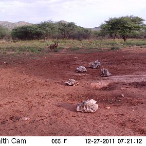 Trail Camera Namibia