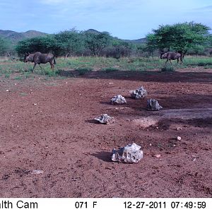 Trail Camera Namibia