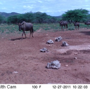 Trail Camera Namibia