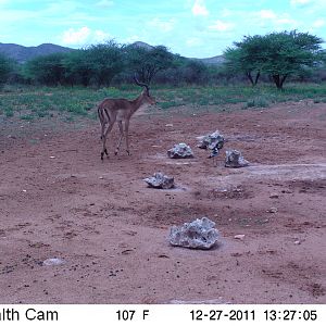 Trail Camera Namibia