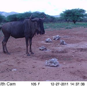 Trail Camera Namibia