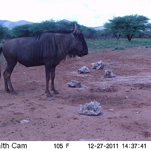 Trail Camera Namibia