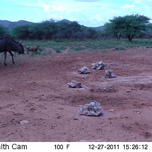 Trail Camera Namibia