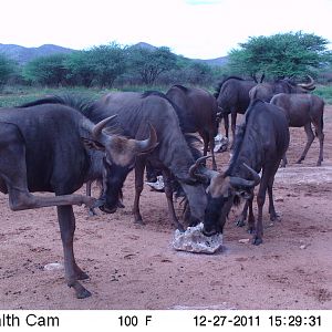 Trail Camera Namibia