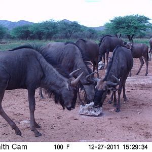 Trail Camera Namibia