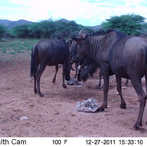 Trail Camera Namibia