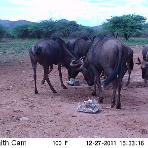 Trail Camera Namibia