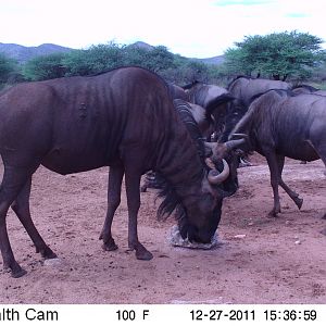 Trail Camera Namibia