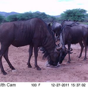 Trail Camera Namibia