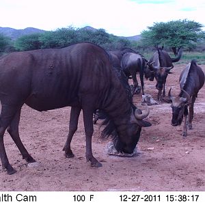 Trail Camera Namibia